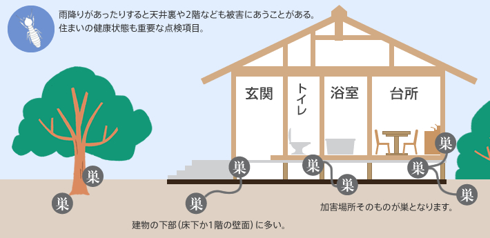 イエシロアリの生息場所