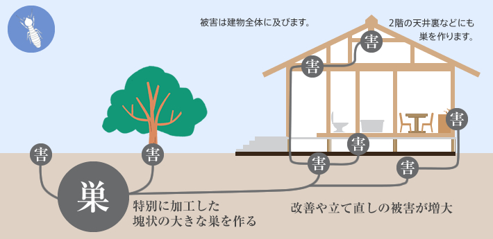 ヤマトシロアリ被害