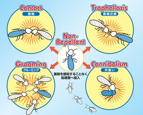 シロアリへ薬剤を感知させる事無く効き目を発揮し、取り込んだ薬剤を仲間へも伝播させて行きます。