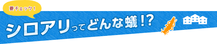 要チェック！ シロアリってどんな蟻!？