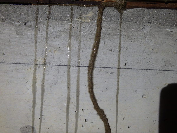 柳井市柳井にてヤマトシロアリ駆除工事。羽蟻が出た！のサムネイル