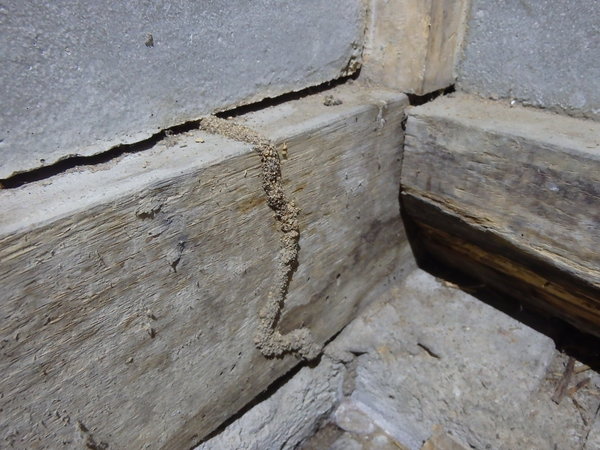 防府市開出にてヤマトシロアリの駆除工事 羽蟻発生からわかった被害 山口 防府でシロアリの予防 駆除なら西日本防虫防除工事へ