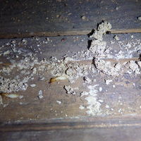 防府市松崎町にてイエシロアリ駆除工事。雨漏りが主な原因。室内に巣が。のサムネイル