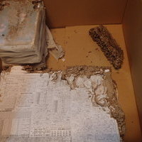 防府市松崎町にてイエシロアリ駆除工事。雨漏りが主な原因。室内に巣が。のサムネイル