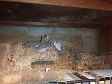 防府市松崎町にてイエシロアリ駆除工事。雨漏りが主な原因。室内に巣が。