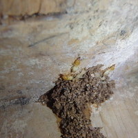防府市東仁井令町にて白蟻駆除。介護リフォーム中にわかった白蟻被害。なんとヤマトシロアリとイエシロアリ両方いた！！のサムネイル