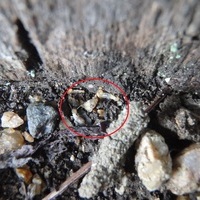 宇部市上宇部ひらき台にて白蟻予防工事。外回りにヤマトシロアリの被害がありました。のサムネイル