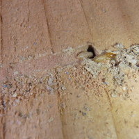 防府市台道にてイエシロアリ駆除工事。鉄骨ですが土壌から侵入し和室の座を荒らしていました。のサムネイル
