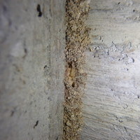 山口市吉敷佐畑にてヤマトシロアリ駆除工事。羽蟻が出現！！のサムネイル